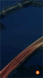 Mobile Screenshot of parametriczoo.com